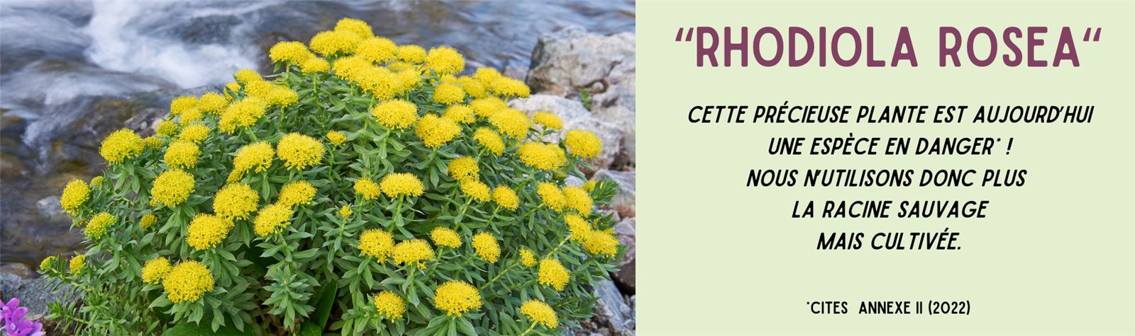 Rhodiola rosea — espèce en danger, nous n'utilisons plus que la racine cultivée