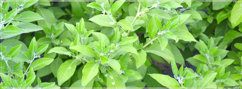 L'ashwagandha et l'ayurvéda