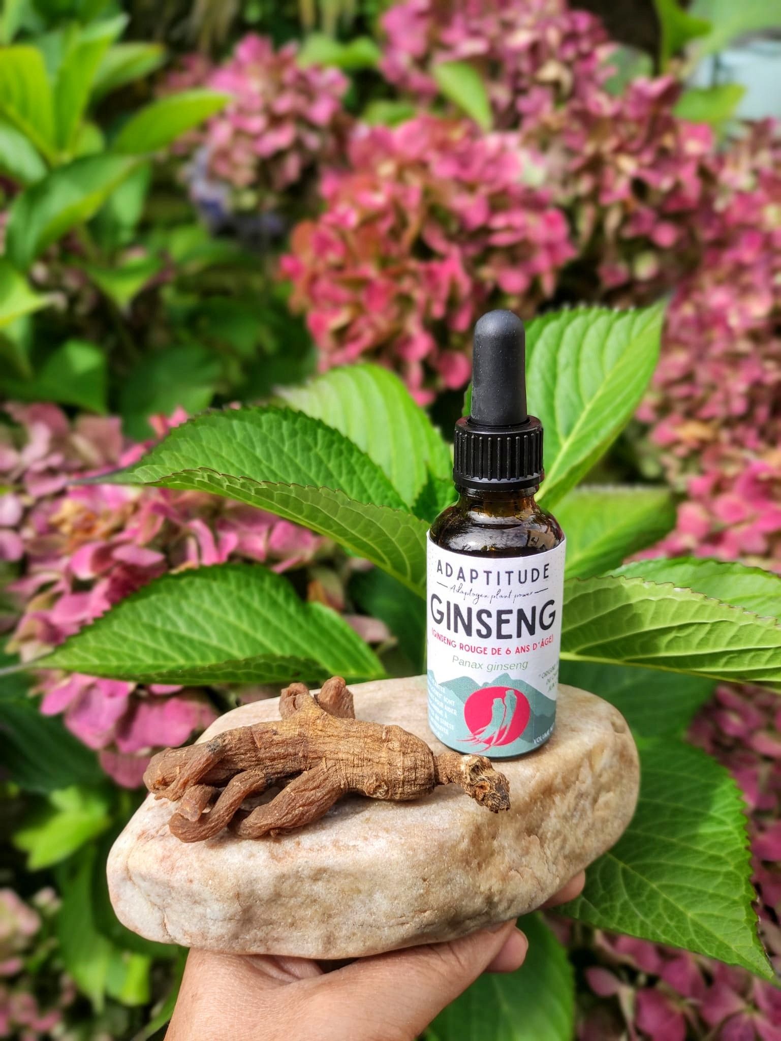 Ginseng rouge : bienfaits, histoire et usage moderne de l'adaptogène ancestral