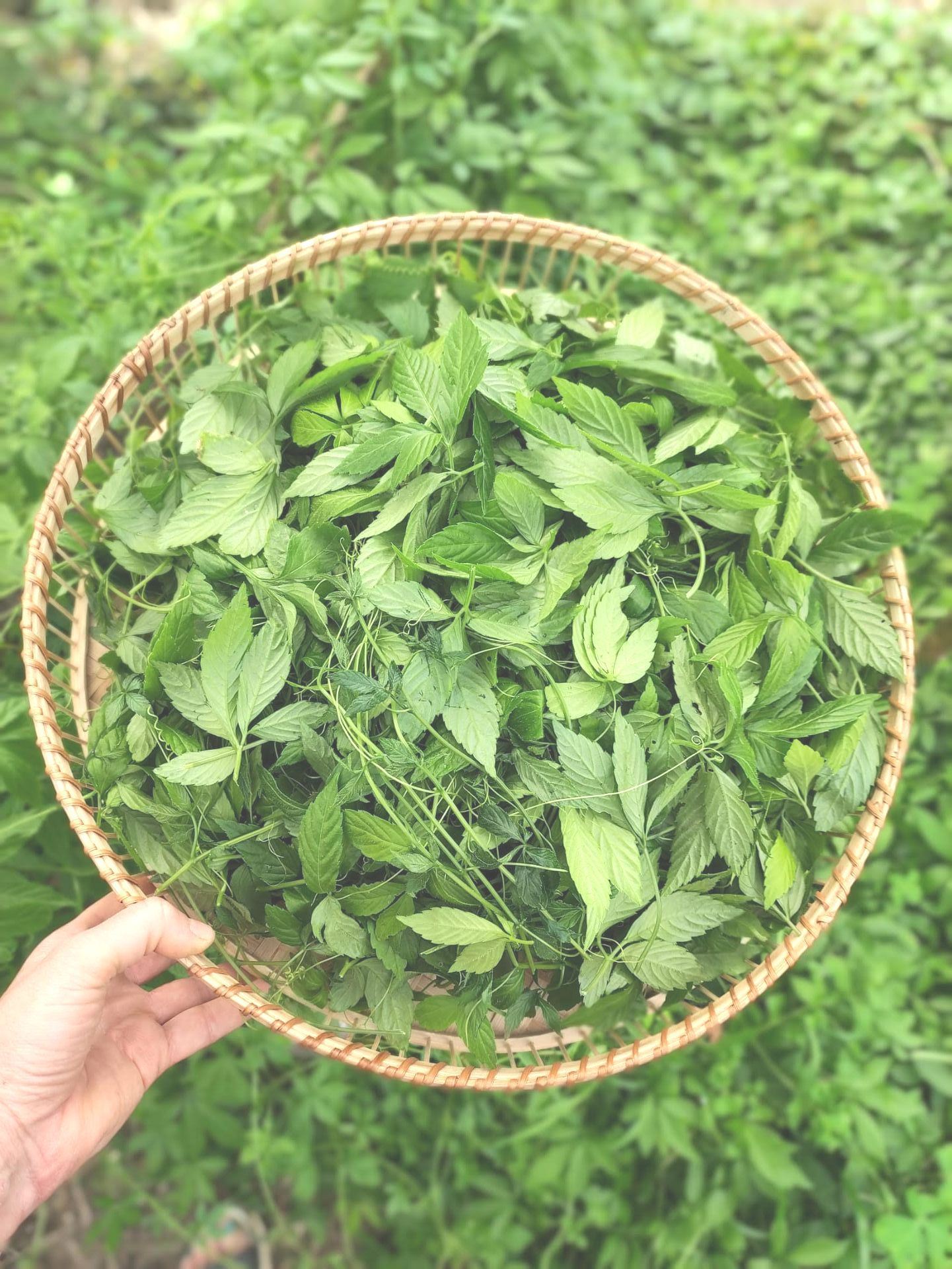 Le jiaogulan, une plante adaptogène ancestrale