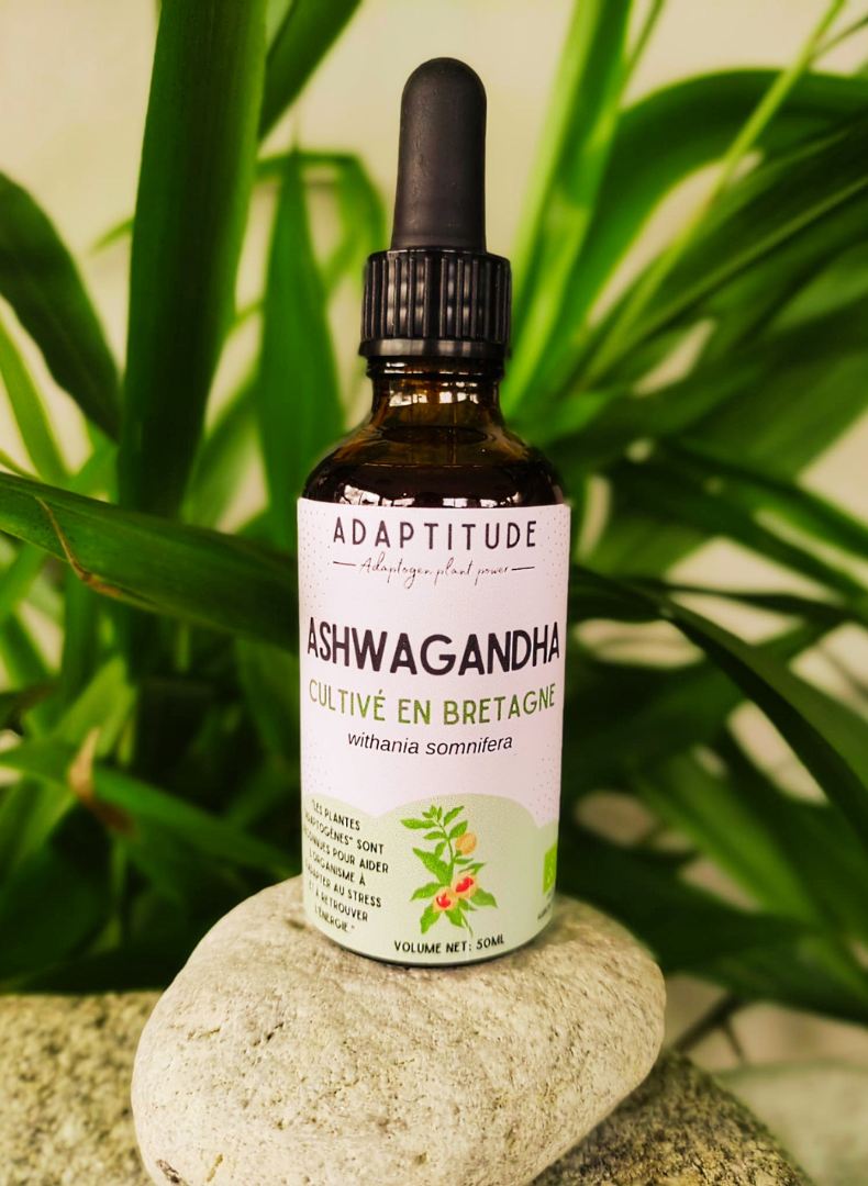 Baies d'ashwagandha