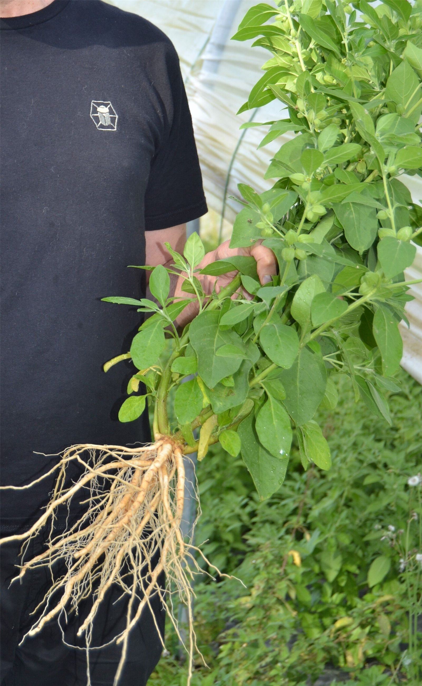 Plant d'ashwagandha