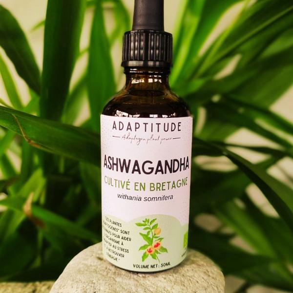 Baies d'ashwagandha