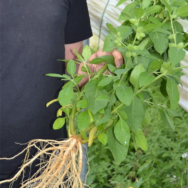 Plant d'ashwagandha