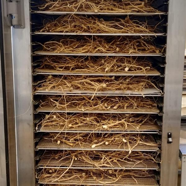 Racines fraîches