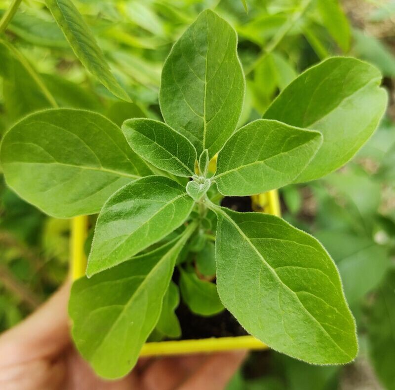 Plant d'ashwagandha (quantité limitée)
